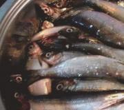 Vende të kripura, Receta të kripura vendase sipas llojit të peshkut në Stalkerfish Vendace me kripë
