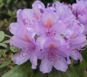 Rhododendron plant: description of species, care and cultivation What leaves does rhododendron have?