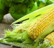 Cara mengawetkan jagung agar awet