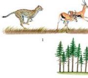 Charles Darwin - themeluesi i teorisë së evolucionit Pse Charles Darwin u bë themeluesi i doktrinës së evolucionit