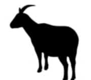 Eastern horoscope – Goat