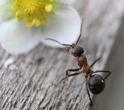 Dream Interpretation: why do you dream about ants crawling?