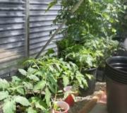 Домати в оранжерия - отглеждане на домати за начинаещи