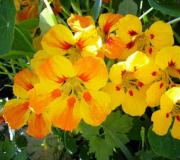 Nasturtium, planting and care in the open field