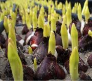 Tecnologia para cultivo de tulipas em estufa Equipamento para cultivo de tulipas