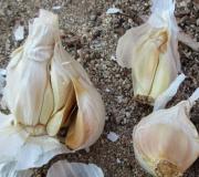Features of growing garlic