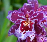 Cambria - tancujúca orchidea Domáca starostlivosť