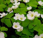 Rules for caring for garden oxalis from planting to propagation