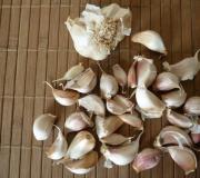 How to prepare garlic for planting before winter in order to reap an excellent harvest?