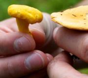 How to distinguish real chanterelles from false mushrooms?