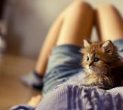 Dream Interpretation: Why do you dream about a lot of kittens? Why do you dream about a lot of different kittens?