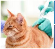 Kako dati injekciju mački: korak po korak upute i savjeti za početnike