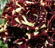 Abracadabra rose: variety description, planting and flower care