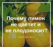 Vnútorný citrón - problémy s pestovaním