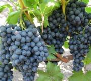 Menanam anggur di Bashkiria pada musim semi, perawatan dan pemangkasan