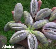 Cultivo e cuidado de Akebia Tipos e variedades de Akebia com fotos e nomes