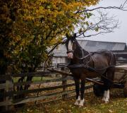 Horse cart: how to make and harness yourself