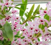 Dendrobium nobile orkide böyümür