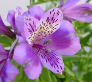 Alstroemeria: growing from seeds and tubers