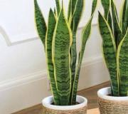 Basic requirements for caring for sansevieria Sansevieria leaves curl