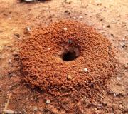 Como se livrar rapidamente das formigas no seu jardim?