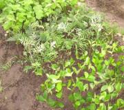 Подрязваме и размножаваме декоративни растения Кои храсти могат да се размножават чрез зелени резници