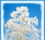 Sergej Jesenjin - Bela breza pod mojim prozorom: Stih
