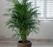 Chrysalidocarpus palm: home care