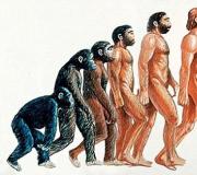 Teoritë e origjinës njerëzore