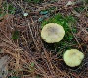 Грибы зеленушки: фото и описание, распространение Зеленый гриб название