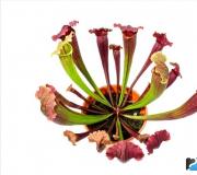 Nepenthes: описание на растението и грижи у дома Nepenthes на закрито