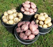 Výnos zemiakov a ako ho zvýšiť - rady skúsených záhradníkov