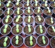Sanvitalia: sadnja i njega, uzgoj iz sjemena