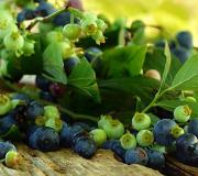 Blueberries - berries and leaves: benefits and harms, healing properties, vitamins and minerals