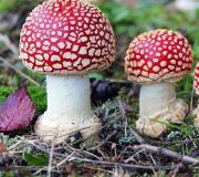 Amanitas are poisonous and edible