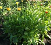 Flores de calêndula - cultivo Cultivo de calêndula a partir de sementes: quando plantar em mudas ou em terreno aberto
