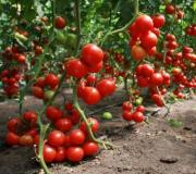 Съвместно засаждане на краставици и домати в оранжерия Отглеждане на краставици и домати в една оранжерия