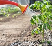 Taman Lezat Taman Lezat: Apa yang harus dilakukan jika tomat dibekukan