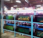 Разведение аквариумных рыбок на продажу