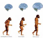 Apakah evolusi manusia sedang terjadi?