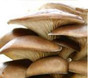 Как да отглеждаме гъби в страната и в градината в градината Kit Mushroom garden Oyster mushroom Hitcher