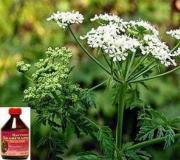 Hemlock: satu langkah dari obat menuju racun