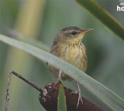 Lagu kriket - deskripsi, habitat, fakta menarik Seekor burung yang berkicau