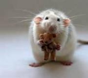 Mengapa anda bermimpi tentang tikus domestik?